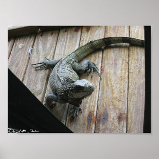 Pôster Iguana Fome (limpeza)
