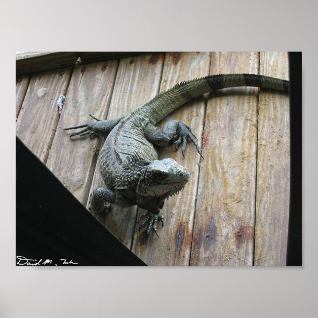 Pôster Iguana Fome (limpeza) (Frente)