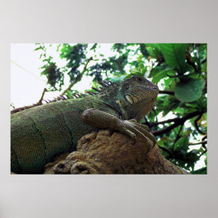 Poster Iguana in a Tree