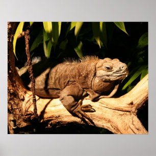 Pôster Iguana jamaicana ameaçada, Cyclura collei