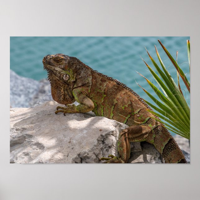Poster Iguana na Pedra (Frente)