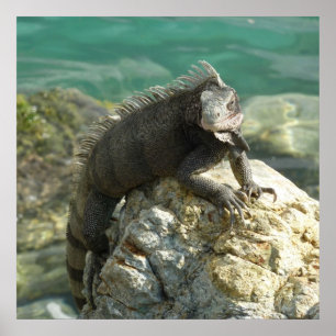 Poster Iguana nas Rochas na Rua. Thomas