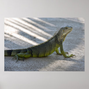 Poster Iguana verde na máscara de uma palmeira