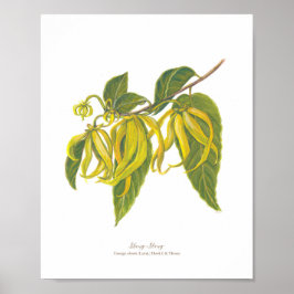 Poster Ilang-Ilang (Cananga odorata) Ph Forest Blooms