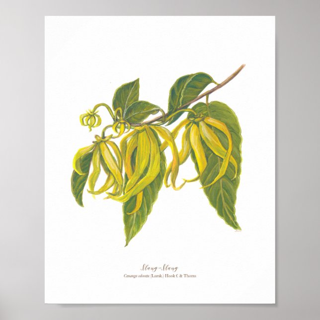 Poster Ilang-Ilang (Cananga odorata) Ph Forest Blooms (Frente)