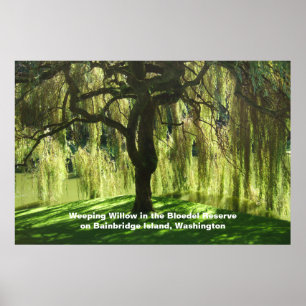 Poster Ilha Bainbridge, Reserva de Sangue Selvagem,