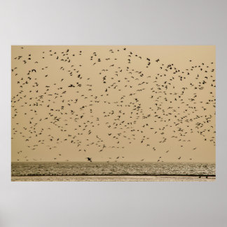 Poster Ilha das aves