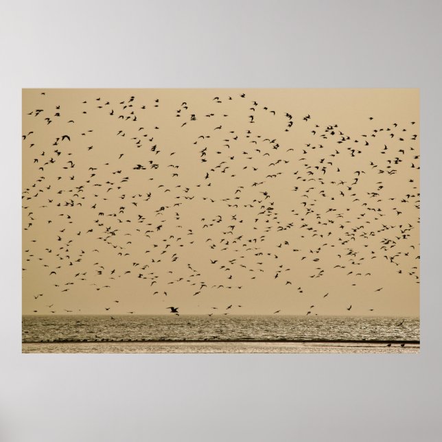 Poster Ilha das aves (Frente)