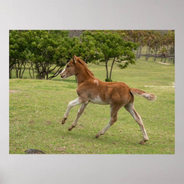 Poster Ilha de Páscoa também conhecida como Rapa Nui (Frente)