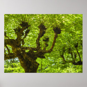 Poster Ilha de São Miguel