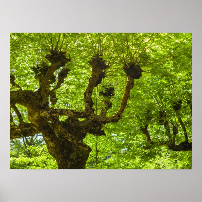 Poster Ilha de São Miguel (Frente)