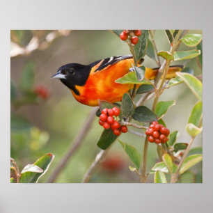 Poster Ilha de South Padre, Texas, EUA, Baltimore Oriole