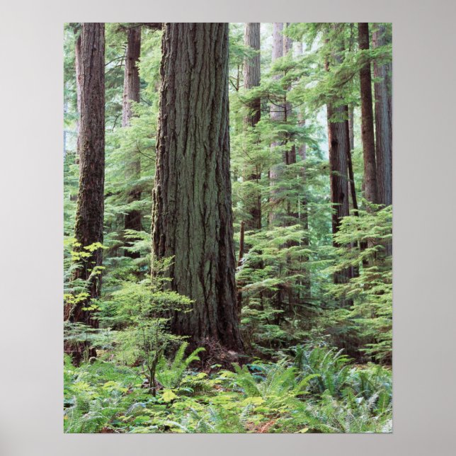 Pôster Ilha de Vancouver, Parque Provincial MacMillan 1 (Frente)