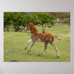 Poster Ilha páscoa Rapa Nui