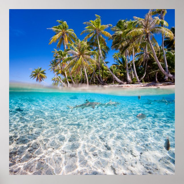 Pôster Ilha Tropical sob e acima da água (Frente)