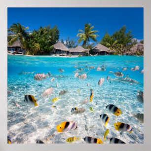 Poster Ilha tropical sob e acima da água