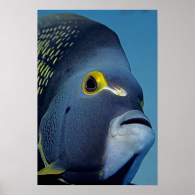 Pôster Ilhas Cayman, Peixe-anjo-francês Pomacanthus (Frente)