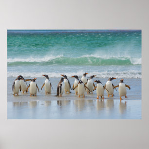 Pôster Ilhas Falkland. Ilha Saunders. Pinguim-gentoo