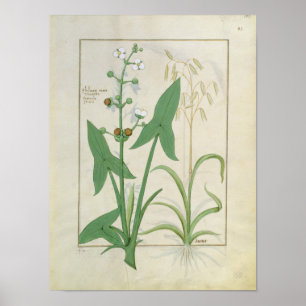 Pôster Illustration from the 'Book of Simple Medicines'