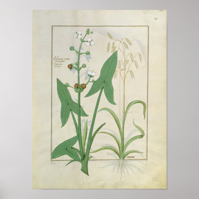 Pôster Illustration from the 'Book of Simple Medicines' (Frente)