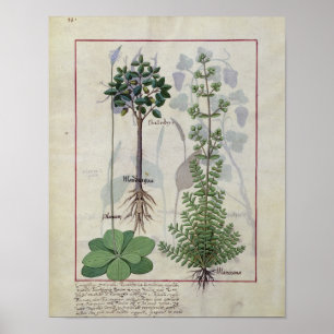 Pôster Illustration from the 'Book of Simple Medicines' 2