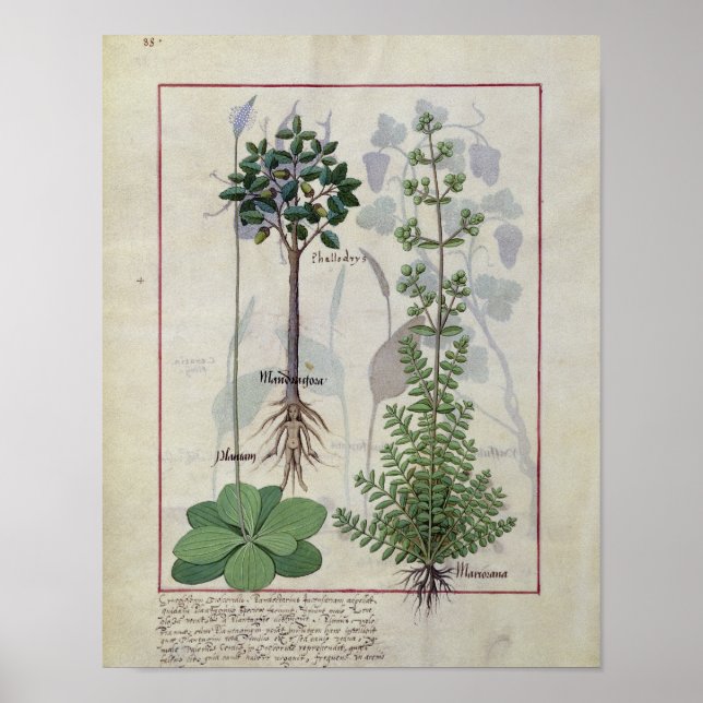 Pôster Illustration from the 'Book of Simple Medicines' 2 (Frente)