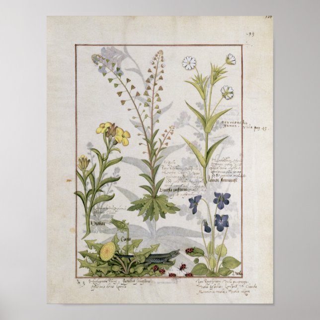 Poster Illustration from the 'Book of Simple Medicines' 2 (Frente)