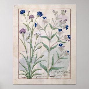 Pôster Illustration from the 'Book of Simple Medicines' 3