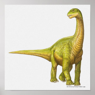 Poster Illustration of a Camarasaurus