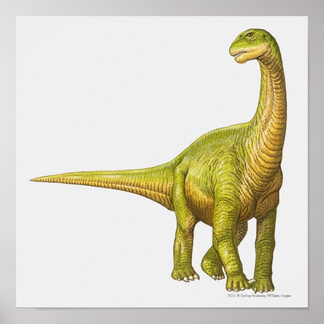 Poster Illustration of a Camarasaurus (Frente)