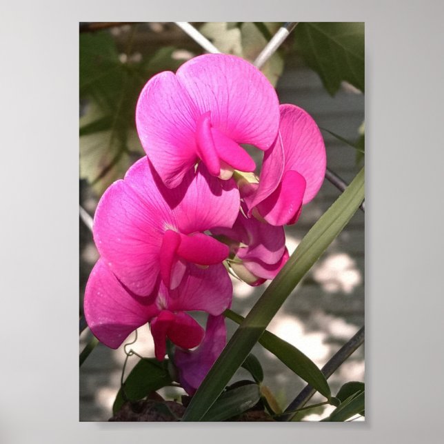 Poster Iluminação Imaculada do Sol e Impressionante (Frente)