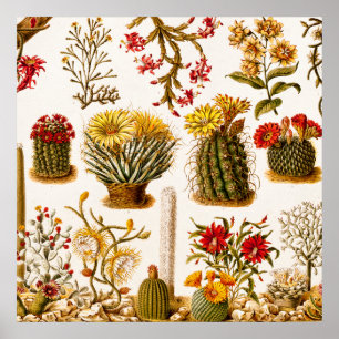 Poster Ilustração 1911 floral velha da flor do cacto do