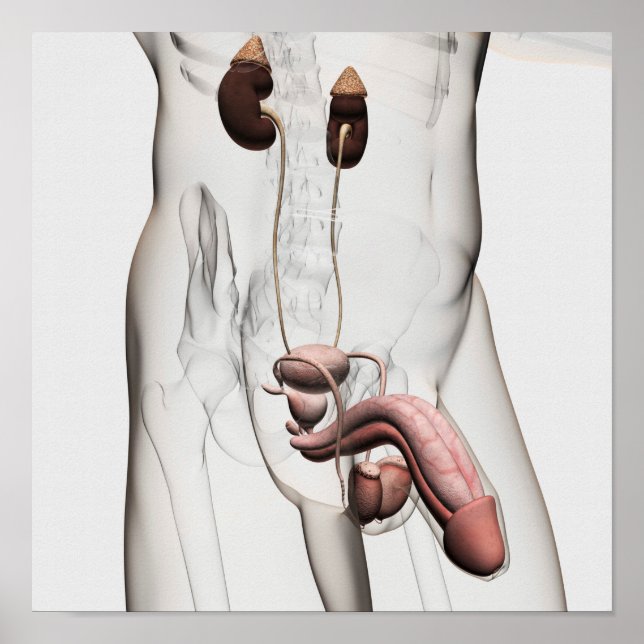 Poster Ilustração 3D Do Sistema De Reprodução Masculina 1 (Frente)