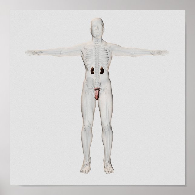 Poster Ilustração 3D Do Sistema De Reprodução Masculina 2 (Frente)