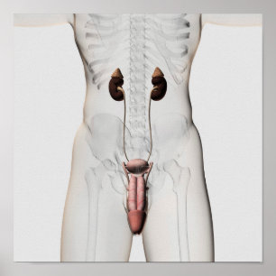 Pôster ilustração 3D do sistema reprodutivo masculino 3