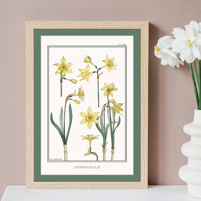 Poster Ilustração Amarela Daffodils Verneuil (Criador carregado)