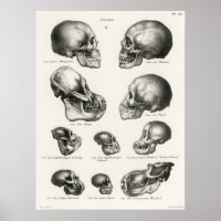 Ilustração Anatômica Vintage