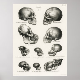 Poster Ilustração Anatômica Vintage