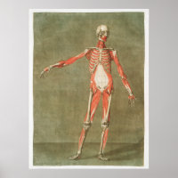 Ilustração Anatômica Vintage