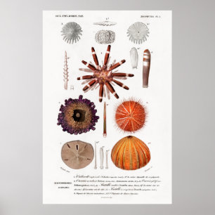 Poster Ilustração animal da safra de ouriços