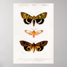 Ilustração animal de safra das mariposas
