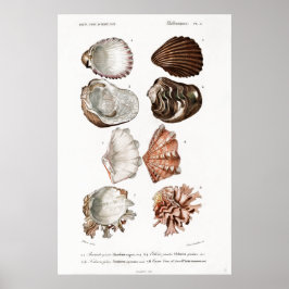 Poster Ilustração animal de safra de moluscos