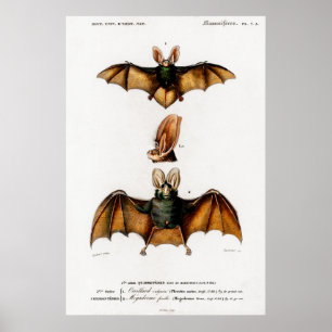 Poster Ilustração animal de safra de um Plecotus