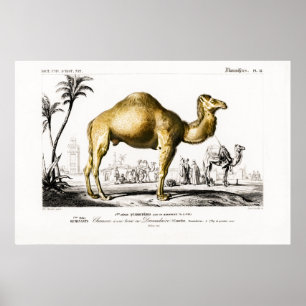 Poster Ilustração animal de uma Camel