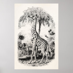 Poster Ilustração animal personalizada girafa do vintag