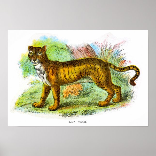 Poster Ilustração Animal Vintage Liger Ou Lion Tiger (Frente)