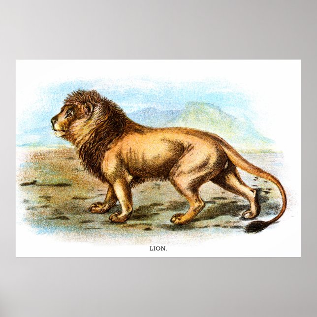 Poster Ilustração Animal Vintage Lion (Frente)