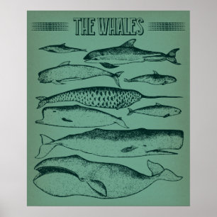 Poster Ilustração Antiga das Baleias