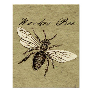 Pôster Ilustração Antiga de Abelha Operária em Estilo Ant