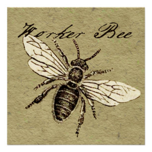 Pôster Ilustração Antiga de Abelha Operária em Estilo Ant
